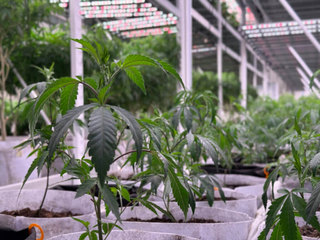 Ardezen Clones Selection 3