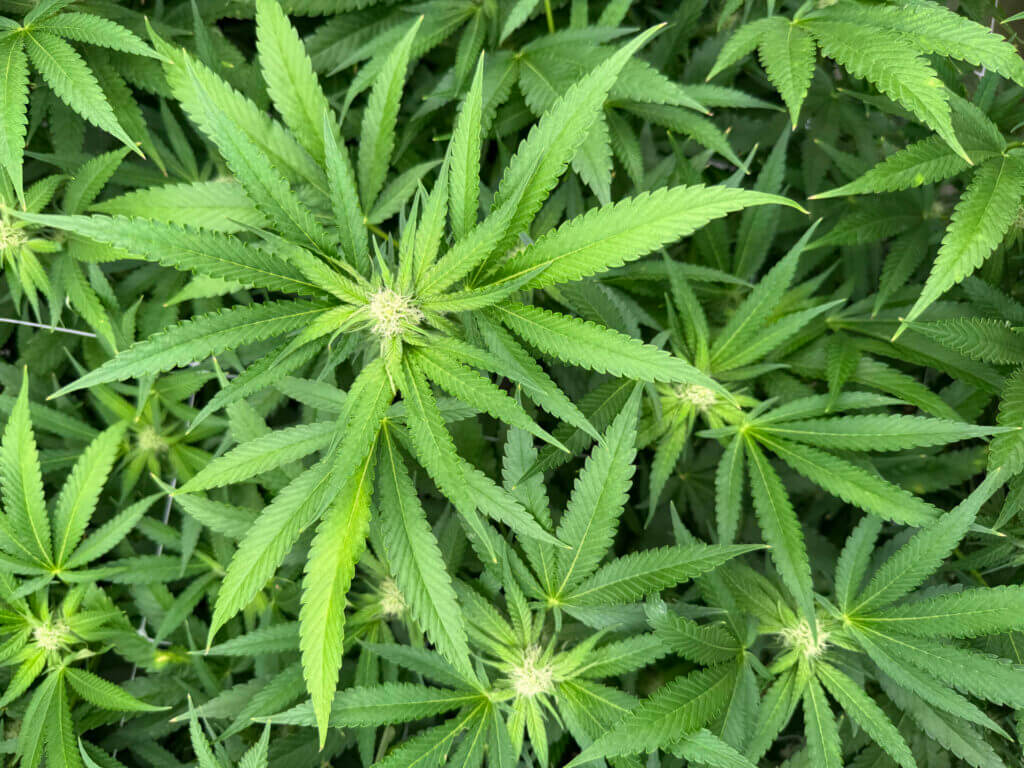 medicinal cannabis cultivation